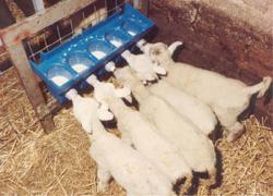 Wydale lamb feeder